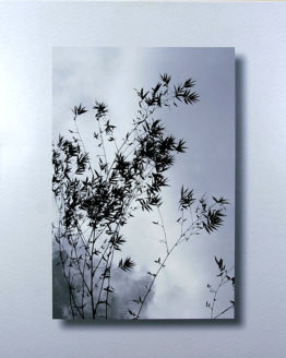 Bamboo (Giclee on Canvas)
