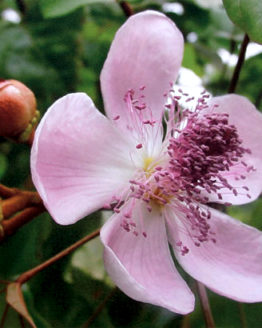 Lipstick Tree Flower (Giclee Print)