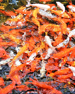 One in a Million (Giclee of Photograph)