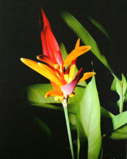 Heliconia (Giclee on Canvas)