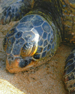 Sea Turtle (Giclee on Canvas)