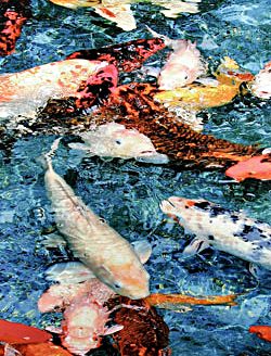Living Jewels, Koi (Giclee Print)