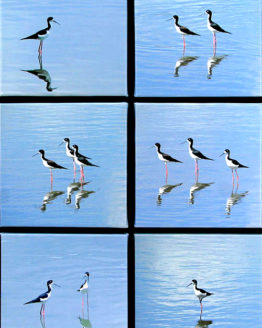 Hawaiian Stilts Series (Giclee on Canvas)