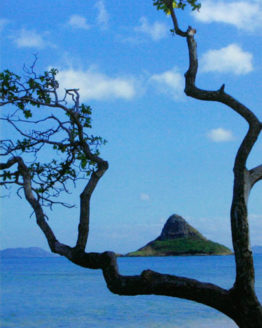 Chinamans Hat & Tree, Oahu (Giclee on Canvas)