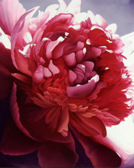 Peony (Giclee)