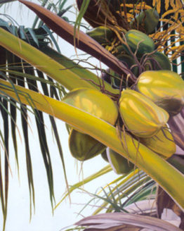 Cocos Nucifera (Giclee Reproduction)