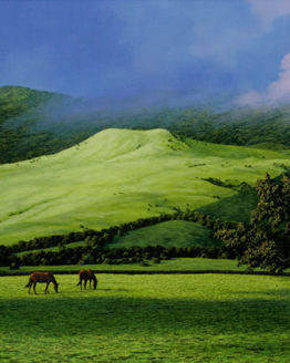 Waimea Pastures (Giclee)