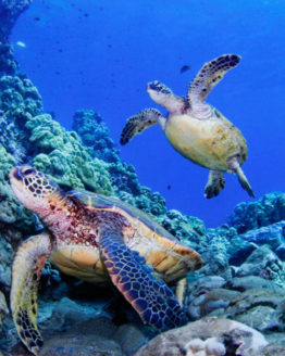 friendship-photograph