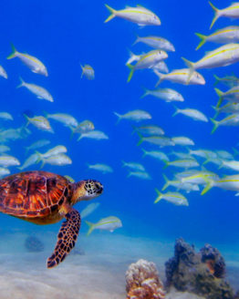 underwater-adventure-photograph