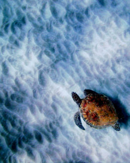 little-one-photograph