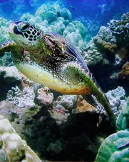 coming-up-photograph