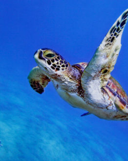 Little-angel-photograph