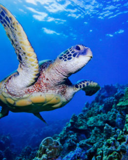 Flying-Honu-photograph