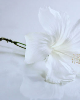 White-hibiscus-photograph