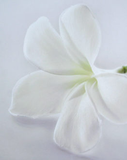 plumeria-iii-photograph