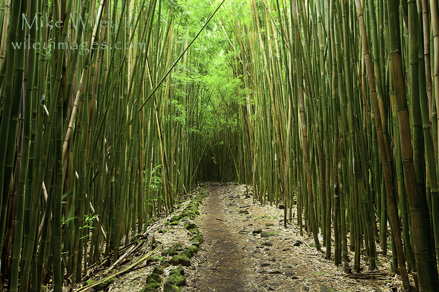 Bamboo trail in Haleakala National Park, Maui
