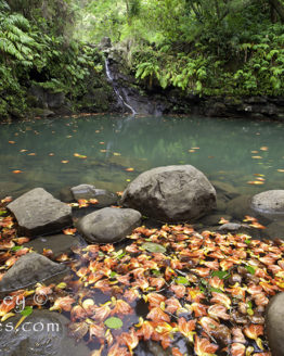 Flower Filled Pond (Photo on Metal)