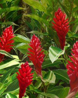 Red Ginger (Giclee on Canvas)