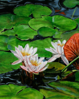 Pink Water Lilies (Giclee on Canvas)