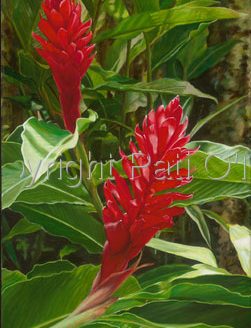 'Awapuhi Ula ula (Giclee on Canvas)