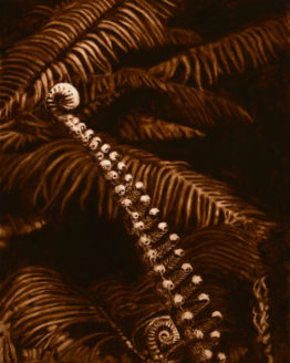 Unfurl (Giclee on Canvas)