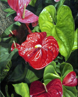 Anthuriums (Giclee on Canvas)