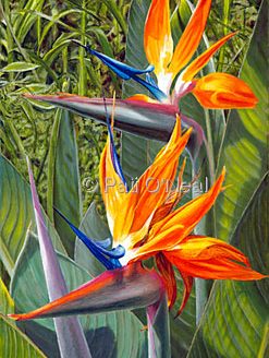 Birds of Paradise (Giclee on Canvas)